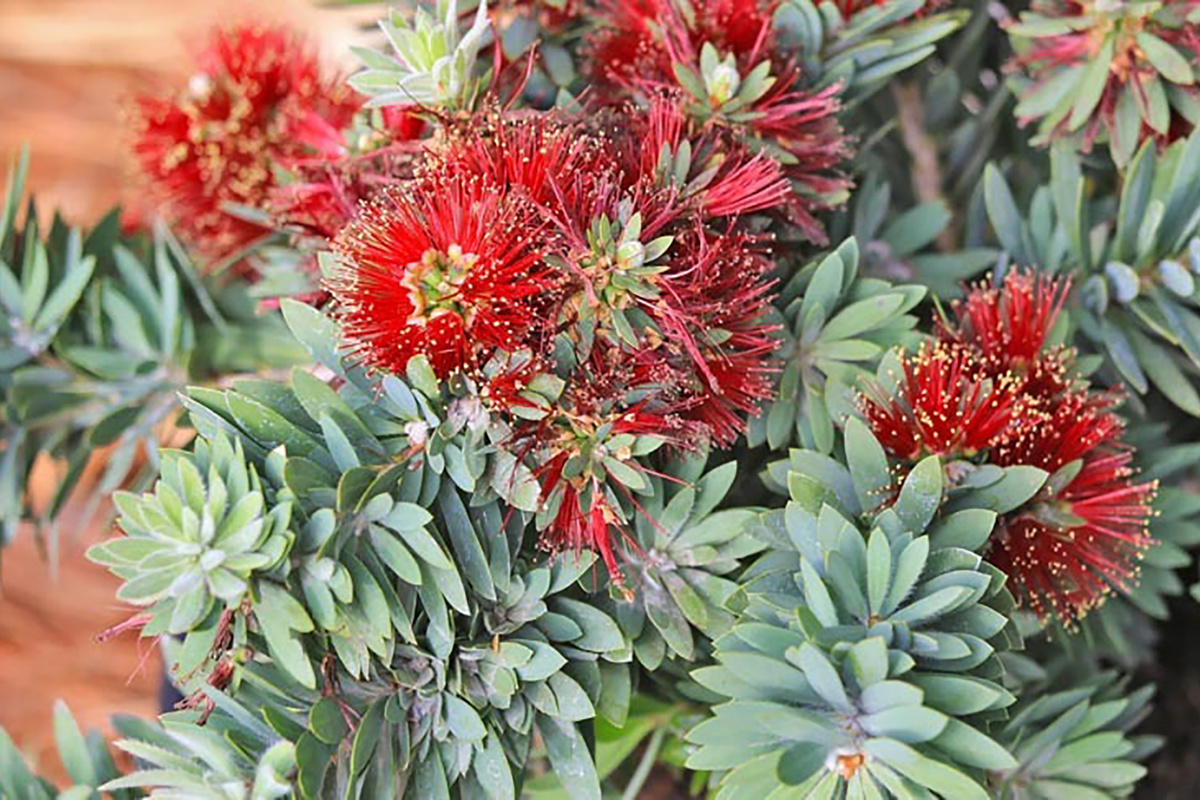 Callistemon citrinus ‘Little John’ (1)